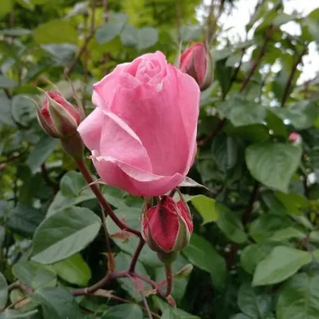 شقة In Cascina Casalborgone
