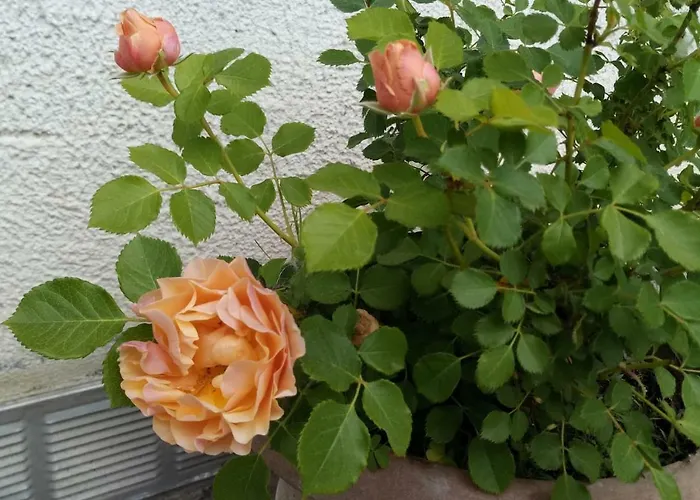 Appartement In Cascina